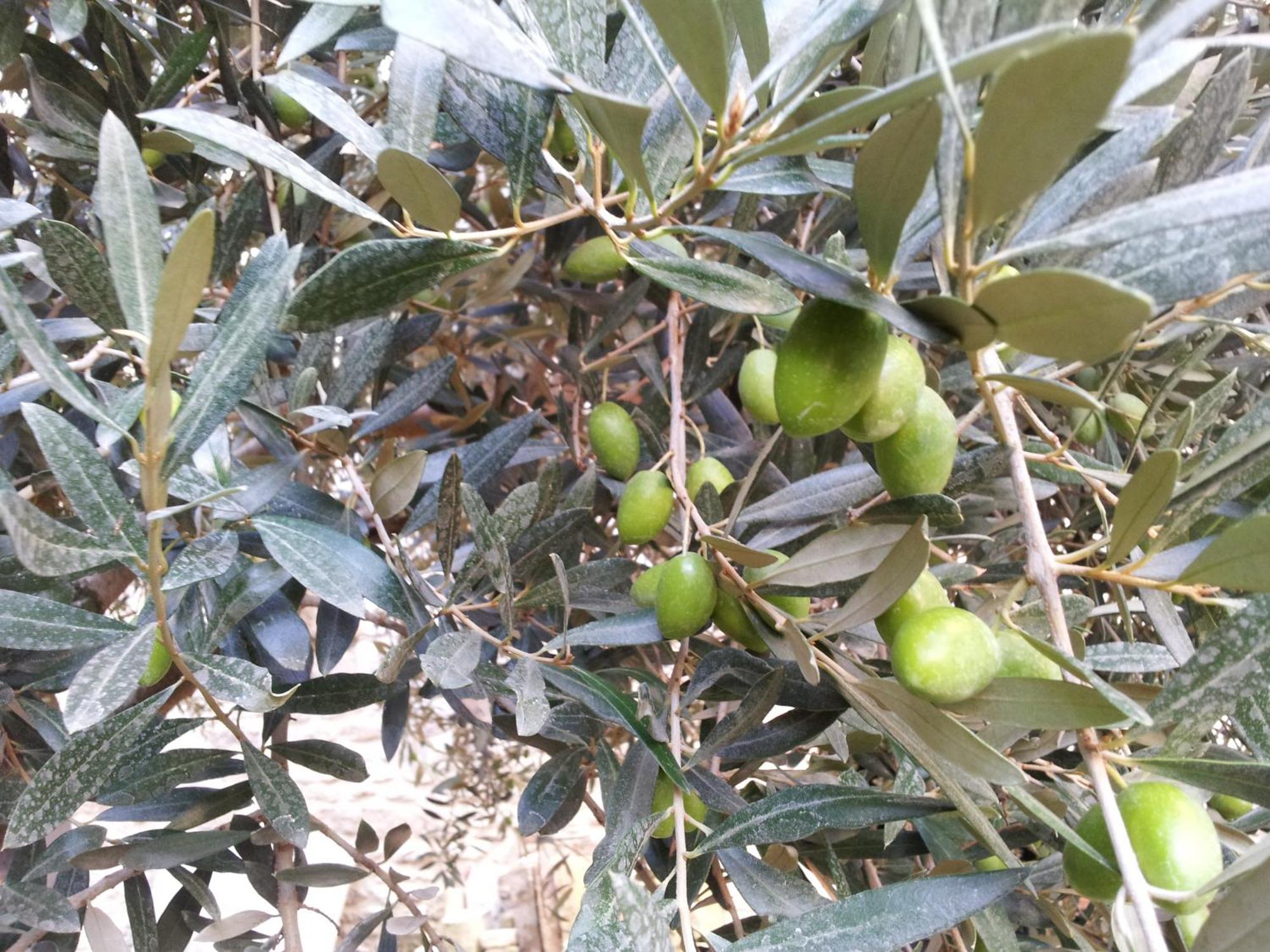 Le Petit Domeynes Daire Dış mekan fotoğraf