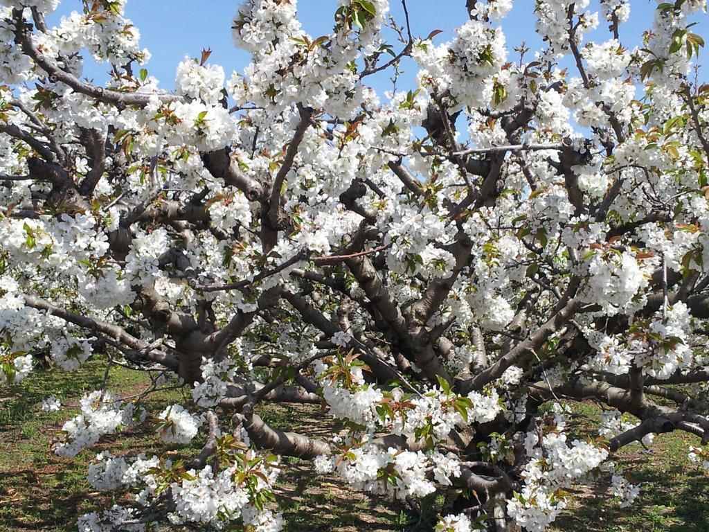 Le Petit Domeynes Daire Dış mekan fotoğraf
