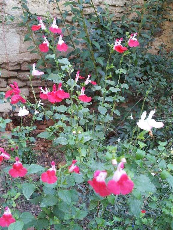 Le Petit Domeynes Daire Dış mekan fotoğraf